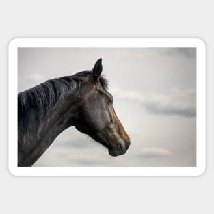 A horse portrait Sticker